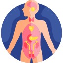 Anatomy