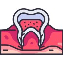 Dental Anatomy